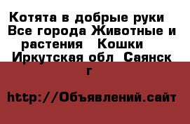 Котята в добрые руки - Все города Животные и растения » Кошки   . Иркутская обл.,Саянск г.